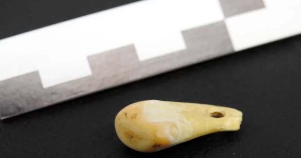 Pierced deer tooth discovered from Denisova Cave in southern Siberia that yielded ancient human DNA. Source: © MPI f. Evolutionary Anthropology/Nature