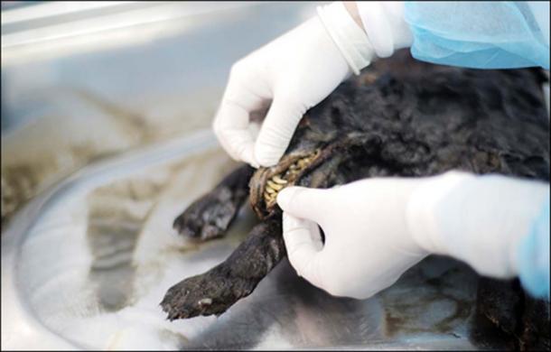 Siberian puppy frozen in permafrost for 14,300 years gives scientists major RNA breakthrough. Source: Siberian Times