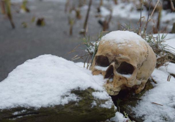 Skull in the snow. Credit: Antje / Adobe Stock