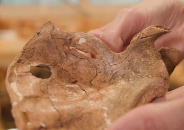 Left scapula of Neanderthal from Shanidar Cave, with hole visible