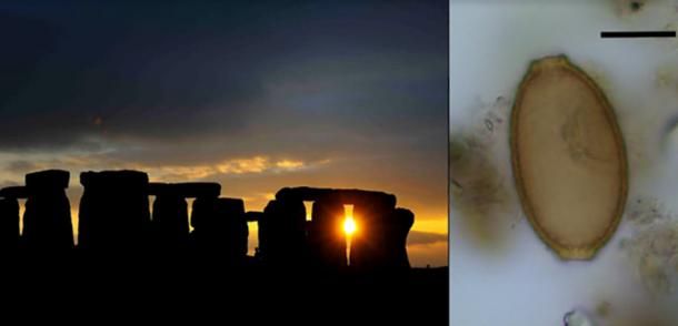 A new study has clearly revealed new information about the people who built Stonehenge (left image) by analyzing their Stonehenge feces! The image on the right shows a parasitic capillariid worm egg found in Stonehenge poop at Durrington Walls.	Source: Left: Adam Stanford; Right: Evilena Anastasiou / Parasitology