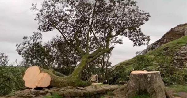 England’s Iconic Sycamore Gap Tree Destroyed by Act of Vandalism