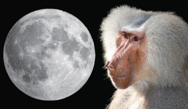 Left, nearside of the Moon, and right, an adult male sacred baboon, Papio hamadryas
