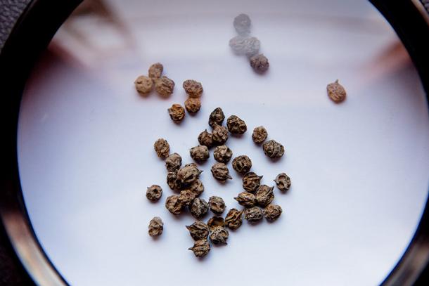Samples of Schinus mole discovered at Quilcapampa in Peru which were used by Wari culture to make an alcoholic drink. Source: Lisa Milosavljevic & Royal Ontario Museum / Antiquity Publications Ltd