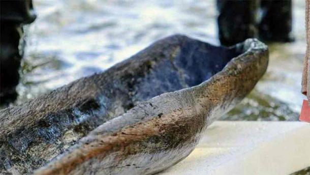 11 Ancient Canoes at Lake Mendota Reveal Wisconsin's Early Civilizations