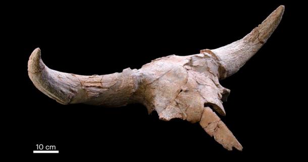 Archaeologists found a selection of animal skulls at the Neanderthal cave in Spain, including this bison skull. Source: Nature Human Behaviour / CC BY 4.0