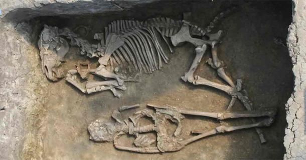 Burial with a horse at the Rákóczifalva site, Hungary (8th century AD). This male individual of the culture of the Avars, belongs to the 2nd generation of pedigree 4, and was one of the sons of the founder of this kinship unit. Source: Institute of Archaeological Sciences, Eötvös Loránd University Múzeum, Budapest, Hungary/Nature