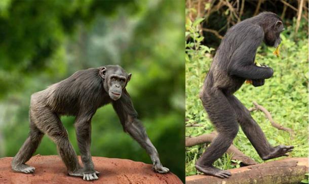 By observing chimpanzees in Tanzania, researchers concluded that humans evolved to being bipedal while they still lived in trees. Source: Left; Mari_art / Adobe Stock; Right; Sam D'Cruz / Adobe Stock