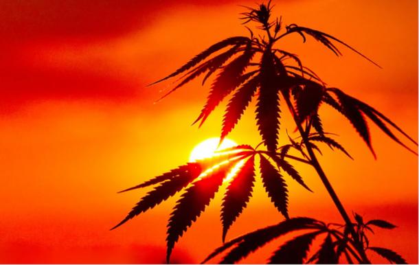 Cannabis in China has a long history, the longest in the world, and its flowers and seeds were used for stimulation and nutrition, respectively. Source: Aleksandr / Adobe Stock