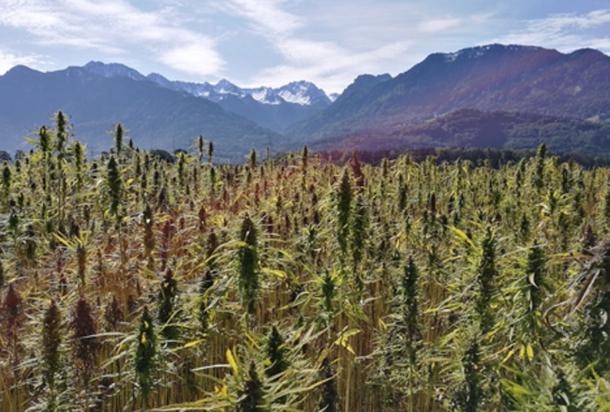 Cannabis plant origins traced to ancient Tibet.