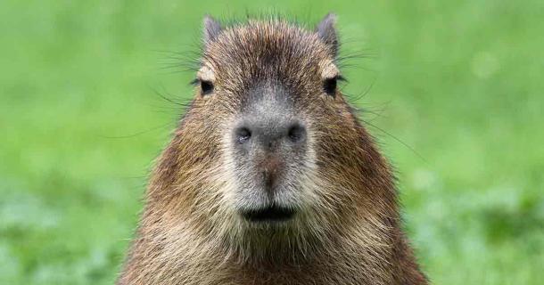 Representational image of a Capybara. Source: Henner Damke / Adobe Stock 