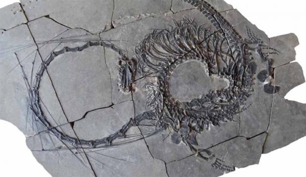 Dinocephalosaurus fossil which is reminiscent of the mythical Chinese dragon.            Source: Nicholas C. Fraser/Naturkundemuseum