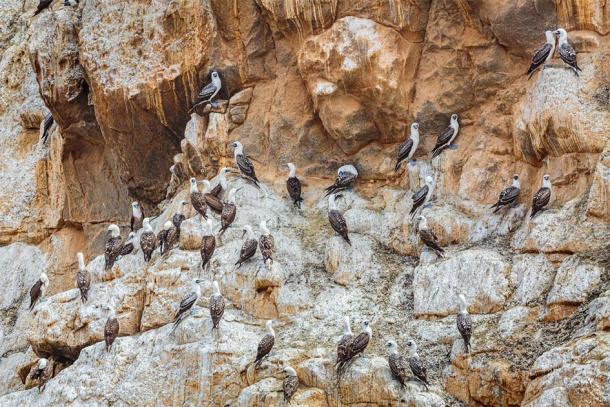 ‘White Gold’ Seabird Guano Sustained Life in Ancient Atacama