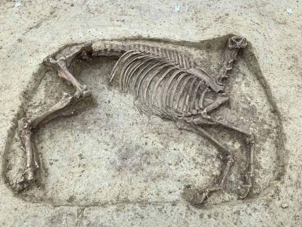 The remains of the headless horse found in an elite Merovingian grave in Knittlingen, Germany. Source: Folke Damminger / Baden-Wuerttemberg State Office for Monument Preservation in the Stuttgart Government Presidium