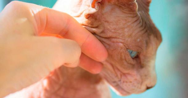 How and Why Humans (and Other Mammals) Lost Most of their Body Hair