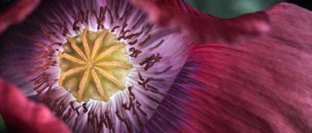 Did Ancient Swiss Farmers Genetically Modify Opium Poppies?