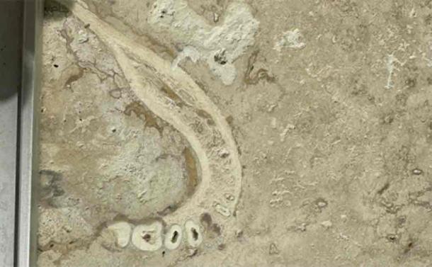 Close up of the prehistoric jawbone containing hominin teeth in the tile, as posted on Reddit. Source: Kidipadeli75/Reddit