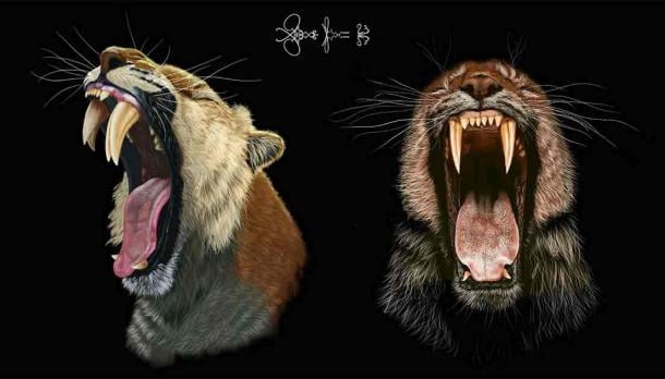 Artist’s image of the saber-toothed cat’s mouth, showing dentistry with double saber teeth. Source: Massimo Molinero/University of California - Berkley