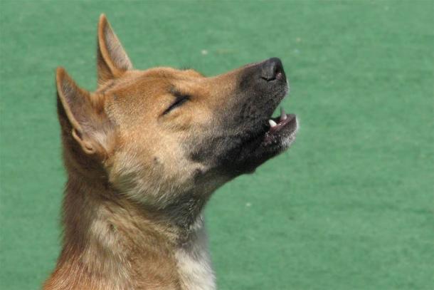 A domesticated New Guinea singing dog, singing. Source: R.G. Daniel / CC BY 2.0