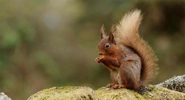 Red squirrels may have been spreading deadly leprosy amongst the population of medieval England. Source: Fraser by Peter Trimming / CC BY-SA 2.0
