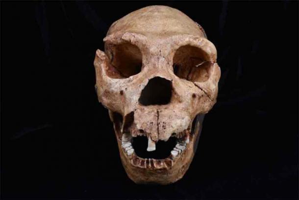 A cast of the skull of Homo heidelbergensis, one of the hominin species analyzed in the latest study. Source: The Duckworth Laboratory/ University of Cambridge