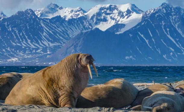 The Icelandic walrus began extinct at the arrival of the Norse. Source: Calvin / Adobe Stock.