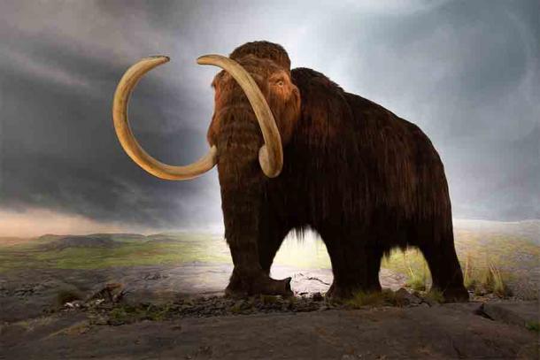 The discovery of a long-forgotten woolly mammoth bone may prove that humans and woolly mammoths coexisted in the northeastern United States.