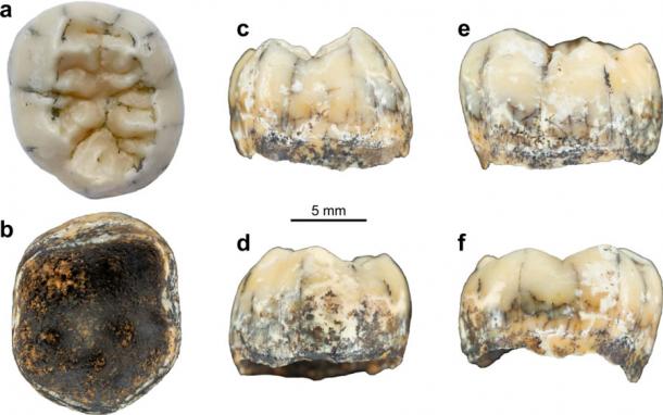 Imágenes de TNH2-1 en vistas oclusal (a), inferior (b), mesial (c), distal (d), bucal (e) y lingual (f). (La naturaleza)