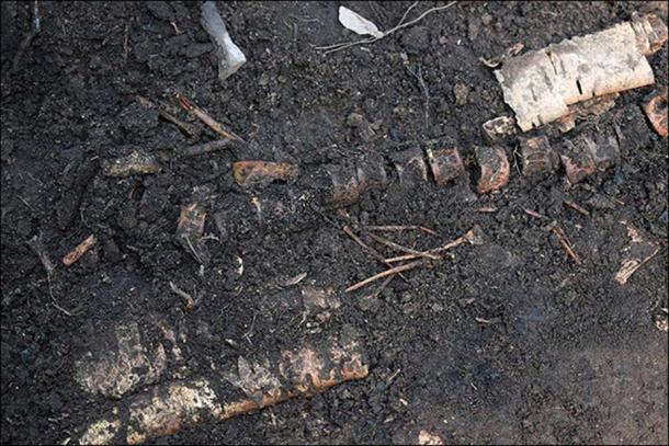 There is an extraordinary level of preservation of the fish skeletons. Pictures: Victor Dyakonov