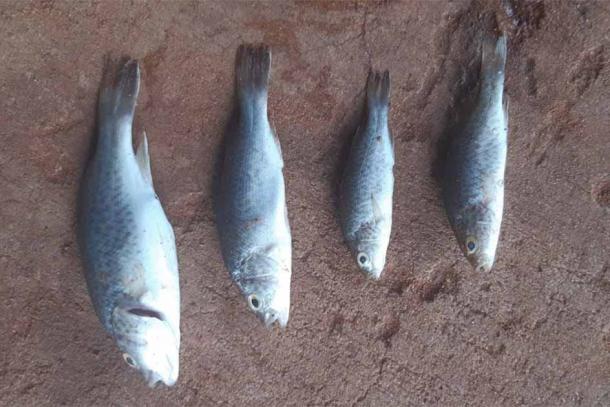 Algunos de los peces que llovieron. (Cyril Tasman)