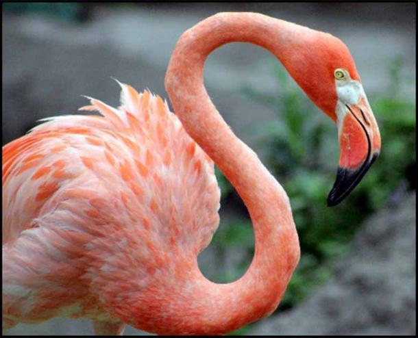 Eating flamingo tongue may seem like a disgusting ancient food, but it was a status symbol in ancient Rome. (Cuatrock77 / CC BY SA 2.0)