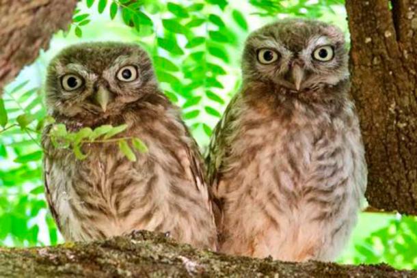 Two fledglings of the species known as Little Owl (Athene noctua). This common species may have been the model of some engraved slate owl plaques of the Copper Age. (Juan J. Negro / CC BY 4.0)