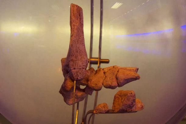 Little Foot's foot bones. 