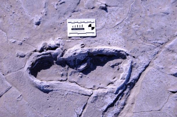 One of the 408 prehistoric footprints preserved at Engare Sero. (William Harcourt-Smith / Nature)