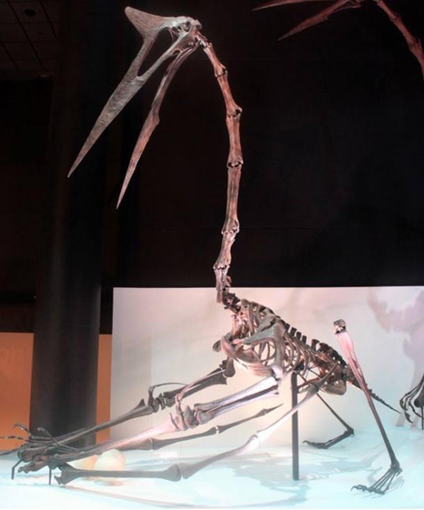 A fossil of Quetzalcoatlus northropi, a pterosaur that lived about 70 million years ago—or more than 69 million years before. 
