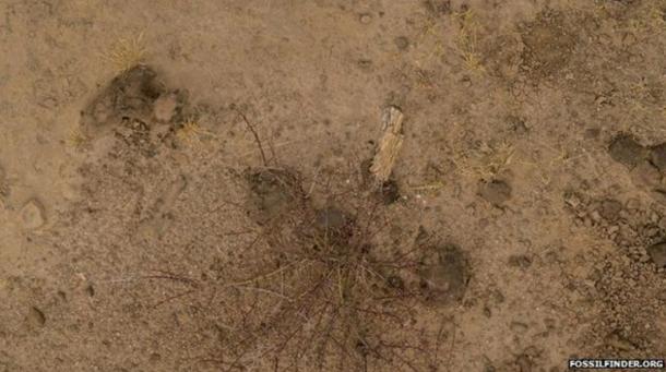 An example photo shows the fossil jawbone of an extinct crocodile.