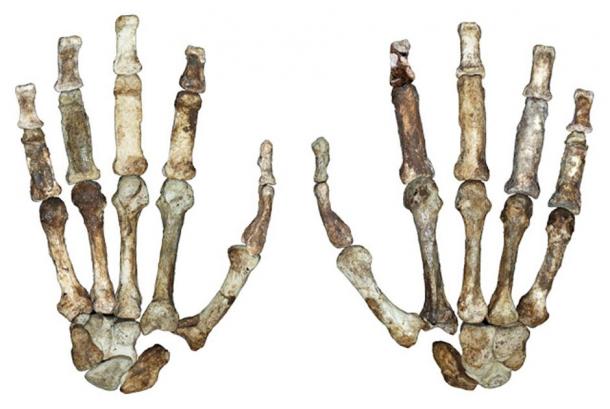 The fossilized hand bones of Australopithecus sediba. (Image: © Dunmore et al. University of Kent)