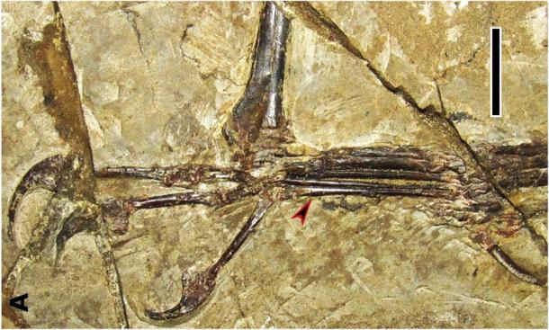 The Monkeydactyl’s fossilized hand is evidence of the opposable thumb. (X Zhou et. al. / Current Biology)