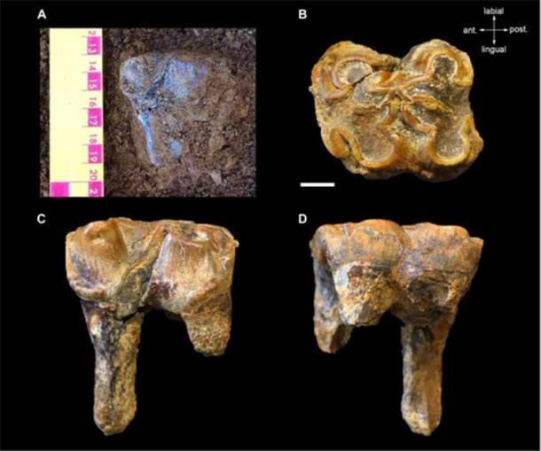 El diente fosilizado de un hipopótamo gigante (Hippopotamus antiquus) descubierto en Somerset. (Neil Adams/Universidad de Leicester)