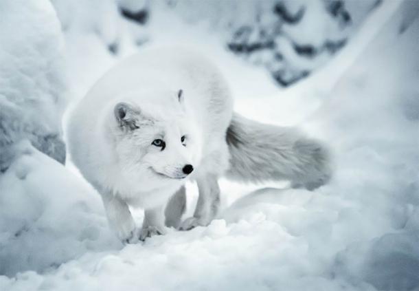 Un zorro ártico a la caza en el invierno resistente al frío como los cazadores de la edad de hielo (Olha/Adobe Stock)