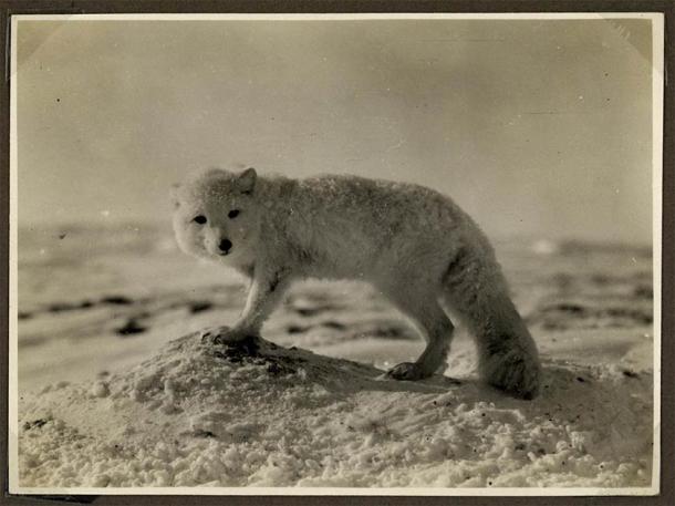 An Artic fox with its front paw caught in a hunter’s trap (Nationalmuseet - National Museum of Denmark from Denmark / CC BY-SA 2.0)