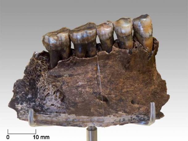 A jaw fragment from one of the Chagyrskaya Cave Neanderthals. DNA analysis has enabled scientists to learn more about the group’s social composition. (Thilo Parg / CC BY SA 4.0)