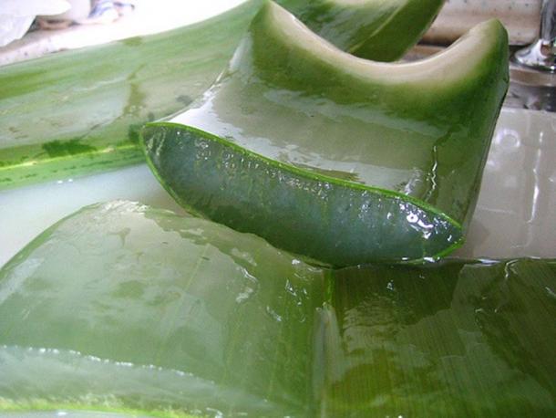 The gel-like substance inside the aloe vera leaf has extensive health properties 