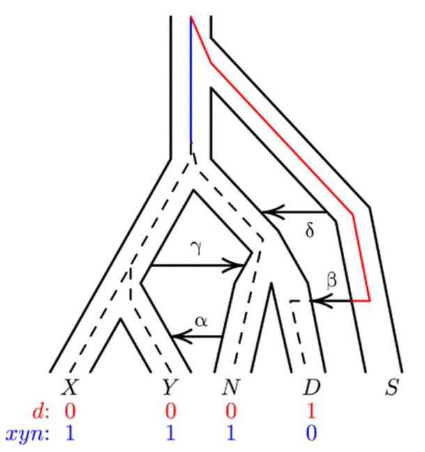 A population network including four episodes of gene flow, with an embedded gene genealogy. (Rogers, Harris, and Achenbach) Upper case letters (X, Y, N, D, and S) represent populations (Africa, Europe, Neanderthal, Denisovan, and superarchaic). Greek letters label episodes of admixture.