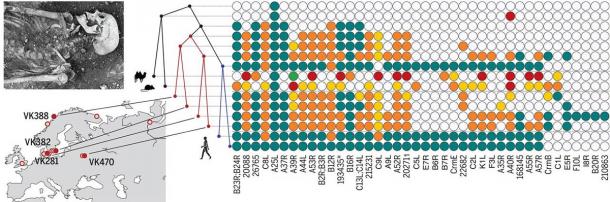 The gene sequencing project focused on ancient strains of the smallpox virus extracted from the teeth of Viking skeletons unearthed across northern Europe to show the genome evolution of Viking Age smallpox. (Múhlemann et al. / Science)