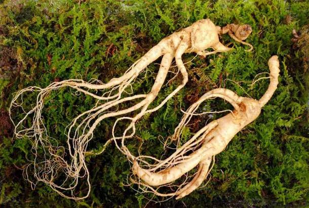 Wild Korean ginseng root. Ginseng is an ancient aphrodisiac. (nunawwoofy /Adobe Stock)