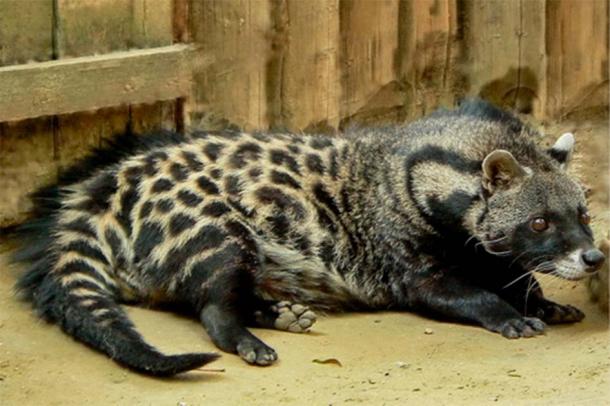 The glandular secretion of the Civet Cat was a usual ingredient in ancient perfumes. (Николай Усик / /CC BY-SA 3.0)