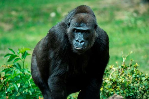Surprisingly, gorillas were considered cryptids until the mid- to late-1800s. Mira Miejer / CC BY SA 4.0)