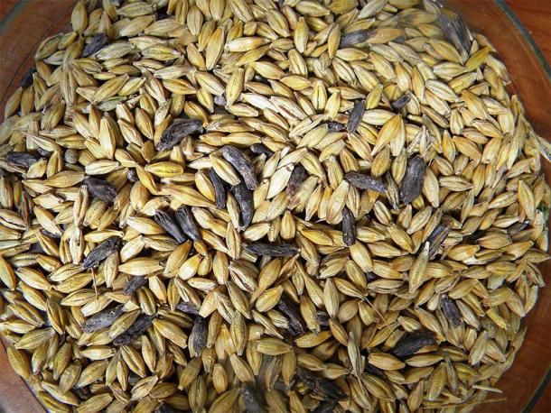 Barley grains: the black ones carry the Claviceps purpurea fungus that causes ergotism. (Dominique Jacquin / CC BY-SA 3.0)