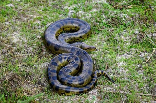 The green anaconda is the largest confirmed species of snake (slowmotiongli / Adobe Stock)